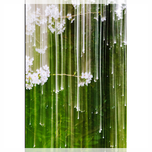 Yoshinori Mizutani - Sakura - Bildersturm Blog