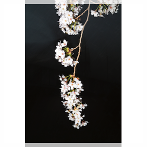 Yoshinori Mizutani - Sakura - Bildersturm Blog