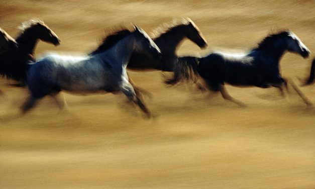 Paul Lowe (Author): Ernst Haas: The American West